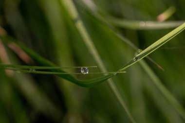 Saplar arasında çiy damlaları, makro çekim