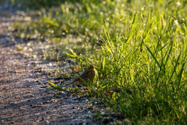 Girlitz yol kenarında, çimenlerin arasında.