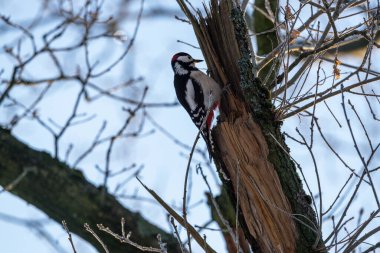 Ağaçtaki benekli ağaçkakan harika, yakın plan.