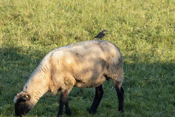 Звезда Спине Овцы — стоковое фото