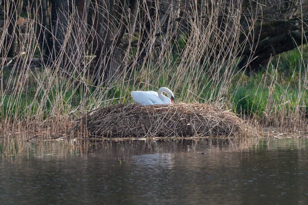 Cygne Assis Dans Nid Près Lac — Photo