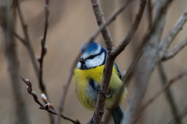 Young Blue Tit Branch Looking Camera — Stok fotoğraf