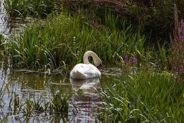Rear View Swan Water — Stock Photo, Image
