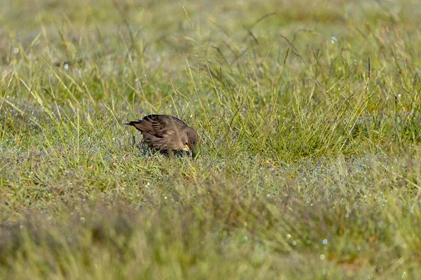 鳥は牧草地で食べ物を探しています — ストック写真