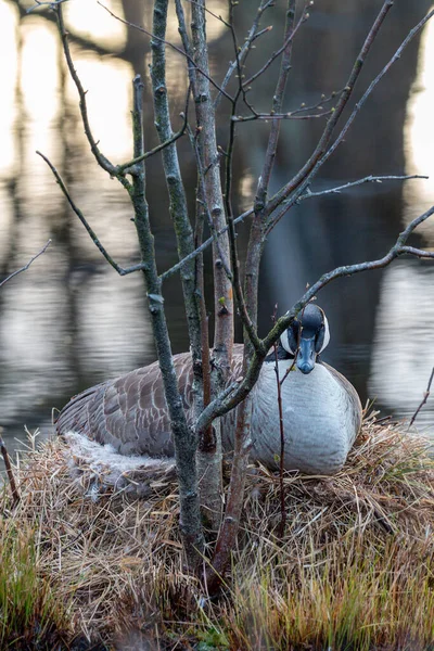 Canada Goose Sits Nest Close — Stock Photo, Image