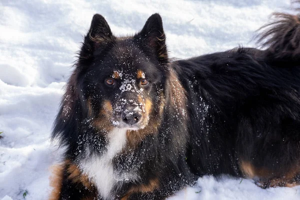 Dog face with snow