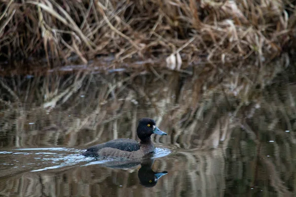 Female Tufted Duck Swims Water — Stock Photo, Image