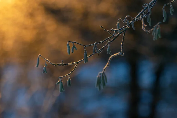 Iced Male Pussy Willow Morning Light — Stock Photo, Image