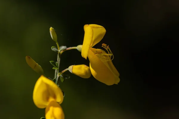 Stock image Macro of a gradient gorse flower