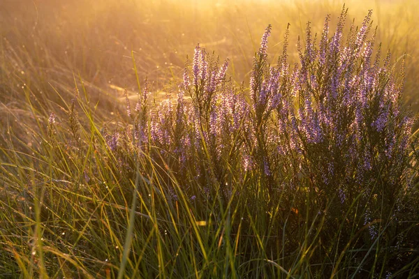 Sabah Güneşinde Açan Funda — Stok fotoğraf