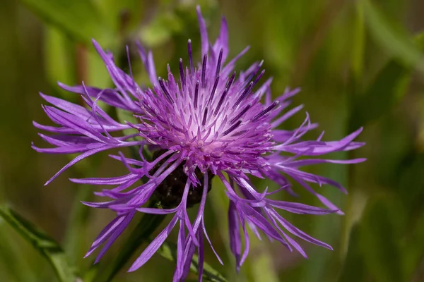 Knapweed Çiçeği Makro Bulanık Arkaplan — Stok fotoğraf