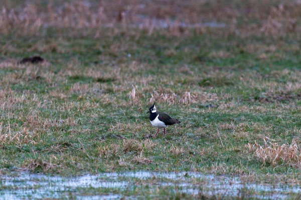 Lapwing Meadow Spring — Stock Photo, Image