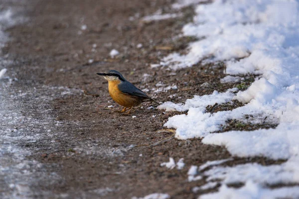 Großaufnahme Eines Kleibers Auf Dem Waldboden Winter — Stockfoto