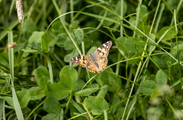 stock image Painted lady with opened wings