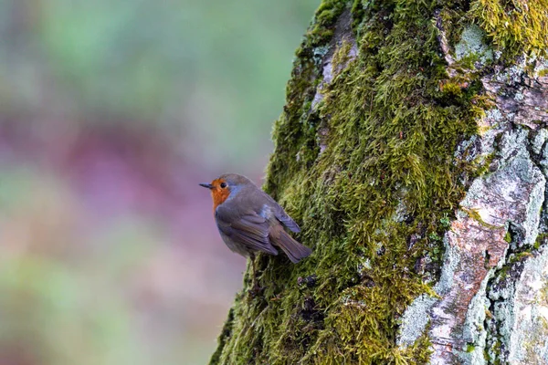 Robin Europeu Numa Árvore Coberta Musgo — Fotografia de Stock