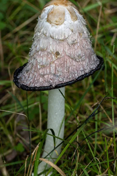 Asparagus Mushroom Inedible State — Stock Photo, Image