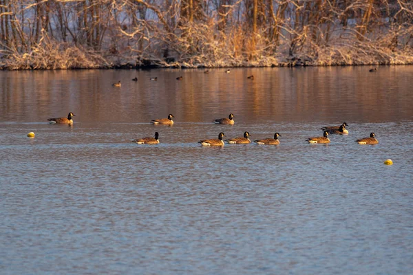Several Canada Geese Swim Morning Sun — Stock Photo, Image