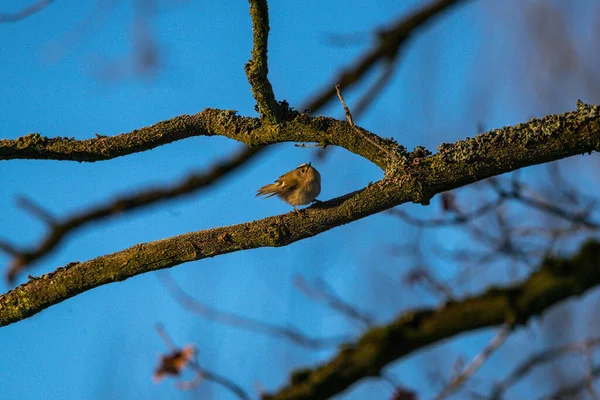 Small Goldcrest Branch — Stock Photo, Image