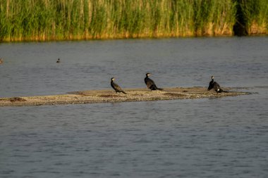 Göldeki bir burunda karabataklar