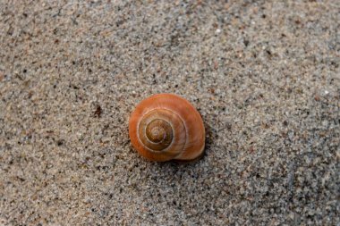 Kum üzerinde kahverengi salyangoz kabuğu