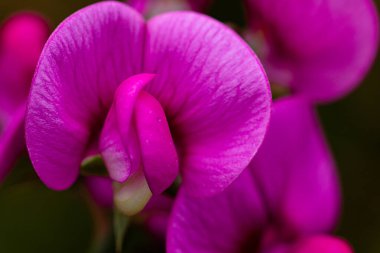 Plaj bezelyeleri çiçekli makro arka plan odak dışı