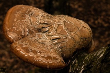 Büyük kahverengi huş ağacı çokgözeneği