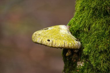 Ağaç gövdesinde yosun olan Piptoporus Betulinus.