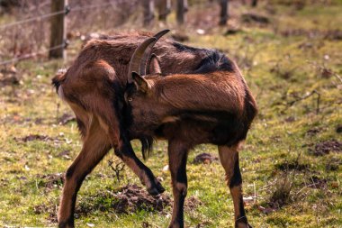 Renkli Alman soylu keçisi temizlik yaparken