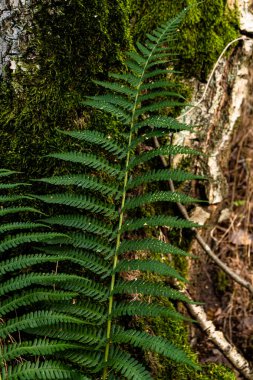 Orman eğreltiotu dalı. Yakın plan.