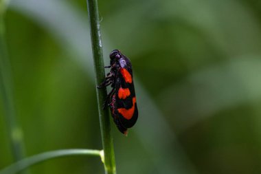 Bir çimen sapının Froghopper tarafı