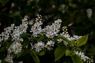 Üzümler kiraz çiçekleri arka plan odak dışı