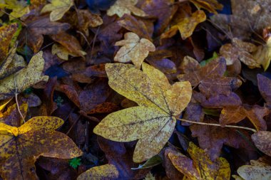 Yerde farklı renkte akçaağaç yaprakları var.