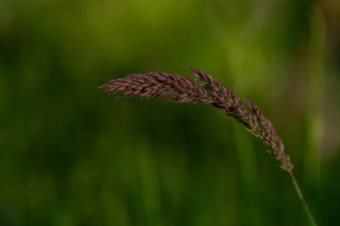 Çayır çimleri yakın plan.