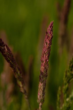 Çeşitli renklerde çayır tilki kuyruğu