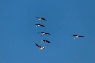 Mavi gökyüzünde birkaç turna uçar.