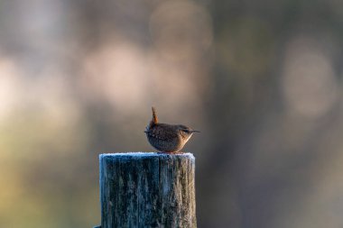 Wren tarafı bulanık arkaplan