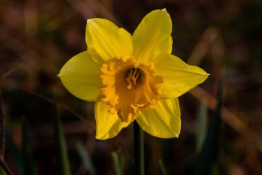 Sarı doğu çanı makrosu