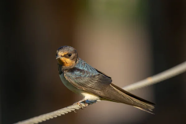 Barn Swallow Rope Looking Camera — Stock Photo, Image