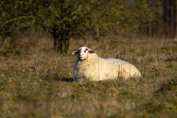 Bentheimer Country Sheep Lies Meadow — Stock Photo, Image