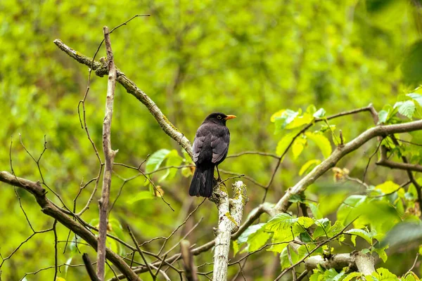 Blackbird Por Trás Ramo — Fotografia de Stock