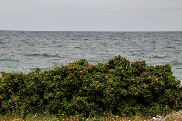 Briar Rosa Arbusto Fundo Praia Mar Báltico — Fotografia de Stock