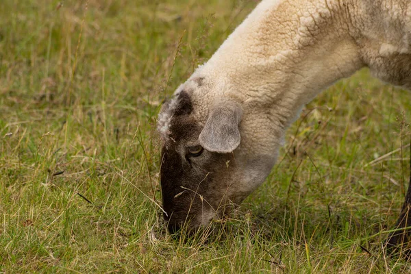 Коричневая Белая Голова Овцы Выпасе — стоковое фото