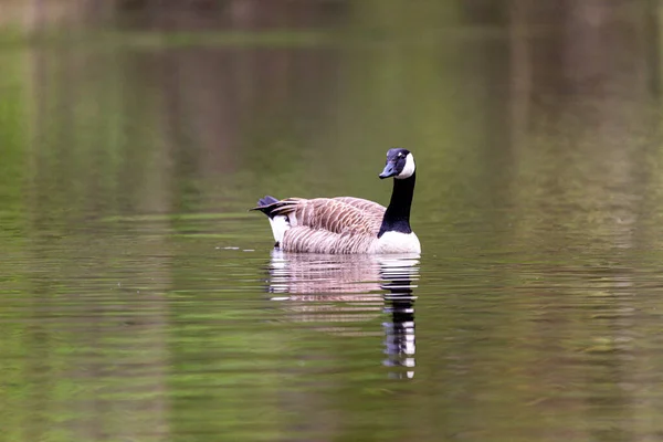 Canada Goose Swims Lake Reflection — Stock Photo, Image
