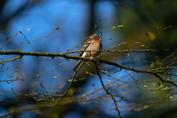 Chaffinch Sitting Branch Head Turned — Stock Photo, Image