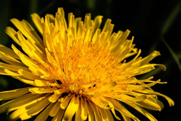 カブトムシとタンポポの花 — ストック写真