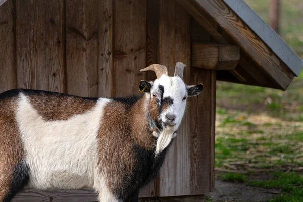 Domestic Goat Stands Front Hut Looking Camera — Stock Photo, Image