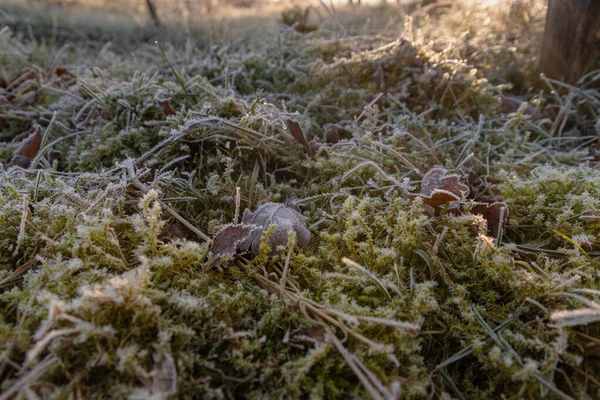 Feuillage Congelé Mousse Sur Une Prairie — Photo