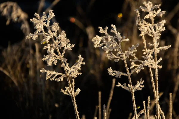 Plantas Congeladas Iluminadas Pela Luz Solar — Fotografia de Stock