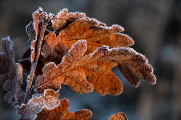 Feuilles Chêne Congelées Sur Une Branche — Photo
