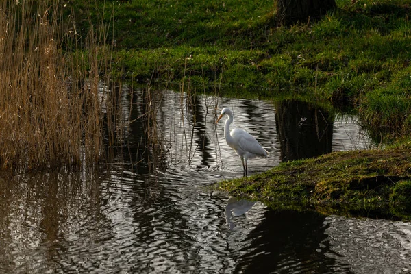 Grande Egret Refletido Lago — Fotografia de Stock